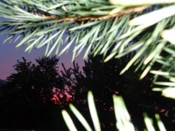 Мещерская сторона - DSC00546.JPG