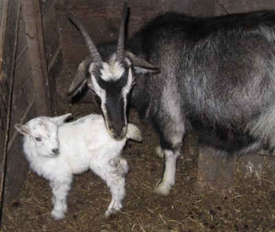 Ох уж эти козы  - IMG_1361.jpg