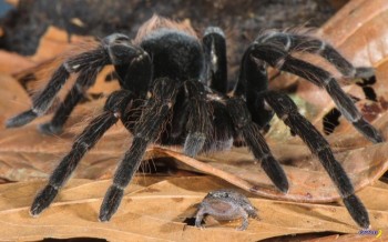 Интересное в интернете - 1506423494_11.jpg