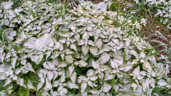 Каждая погода - благодать... - IMG_20170929_083716_HDR.jpg