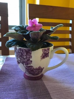 Домашние любимцы комнатные цветы  - 0.jpg