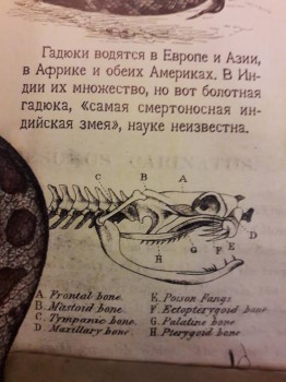 Читательский дневник маленького христианина - 20171029_094939.jpg