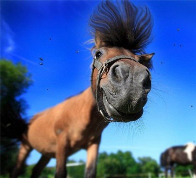 Они такие забавные смешные фото и видео  - ho.jpg