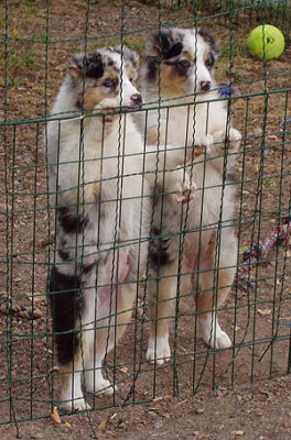 Они такие забавные смешные фото и видео  - пёски.jpg