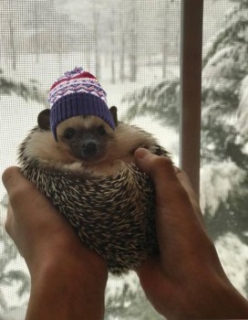 Ёжики, ежи, ежата - 25152347_1724534537621970_8569143118304910479_n.jpg