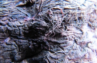 Угадайте, что это? - IMG_1495.jpg