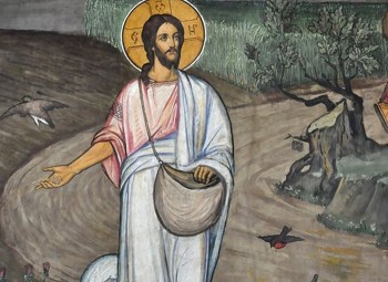 Подорожник - Sower.jpg