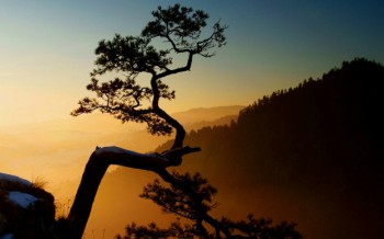 Подорожник - 770_480_orig.jpg