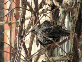 Пернатые соседи дикие  - IMG_8857.jpg