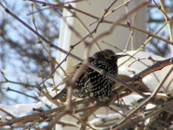 Пернатые соседи дикие  - IMG_8858.jpg