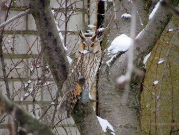Пернатые соседи дикие  - IMG_8898.jpg