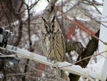 Пернатые соседи дикие  - IMG_8909.jpg