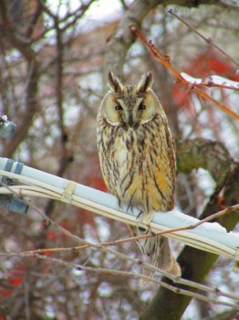 Пернатые соседи дикие  - IMG_8914.jpg