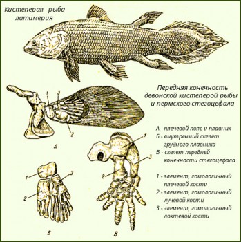 Интересное в интернете - латимерия 1.jpg