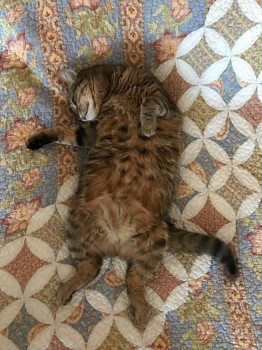 Кошки - очарование МОЁ - 27540022_1918474678181413_6752310746981317733_n.jpg