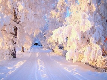 Подорожник - i-269.jpg