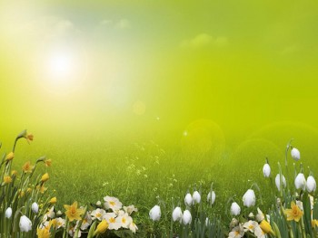 Подорожник - image.jpg