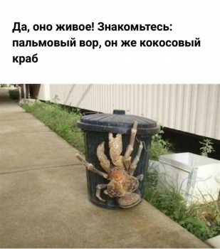 Бр-р-р-р... Насекомые всякие - _20180410_213644.JPG