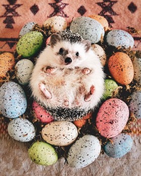 Аватар, аватар, аватар.... - 8e42b8e620507584bc14ca0524fefbeb.jpg