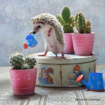 Аватар, аватар, аватар.... - c3d054dd35caa53475568c8452b6e7e5.jpg