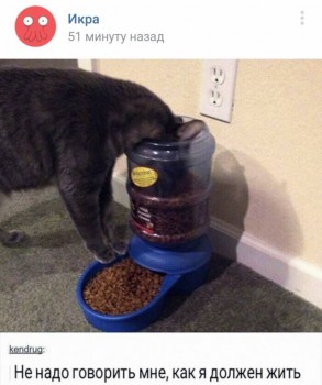 Они такие забавные смешные фото и видео  - _20180428_195736.JPG