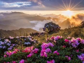 Подорожник - cvety-trava-oblaka-dereva-gory-solnce-luci-utro-rassvet.jpg