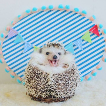 Ёжики, ежи, ежата - 31404237_2468479343389775_2185130488048386048_n.jpg