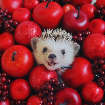 Ёжики, ежи, ежата - 31391265_2468479180056458_8086854008783765504_n.jpg