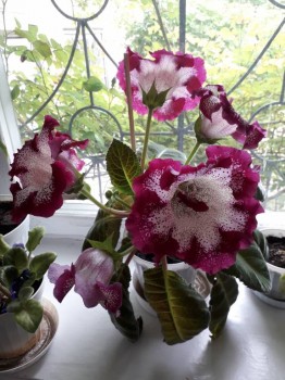Домашние любимцы комнатные цветы  - 20180520_155259.jpg