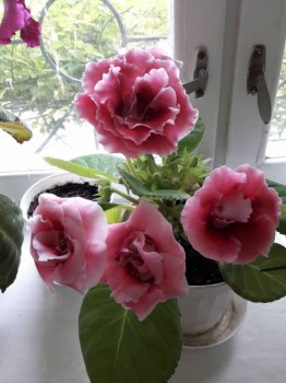 Домашние любимцы комнатные цветы  - 20180520_155211.jpg