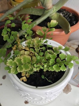 Домашние любимцы комнатные цветы  - A.jpg