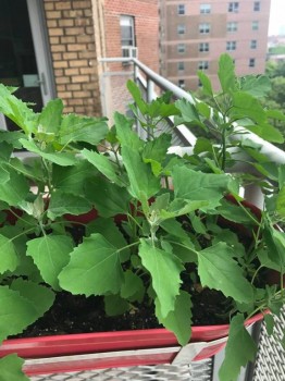 Домашние любимцы комнатные цветы  - шоце.jpg