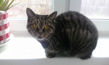 Здравствуйте, а это наша Шуня. Ей 5 лет