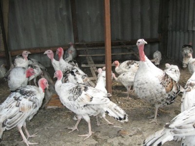 Птичий двор - IMG_1012.jpg