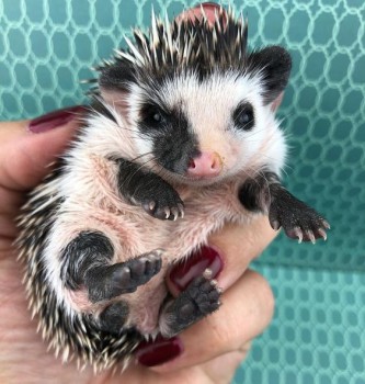 Ёжики, ежи, ежата - 982ea99edc573b8f29e40a74e48bd105.jpg