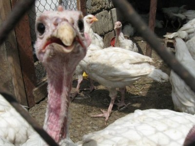 Птичий двор - IMG_1016.jpg