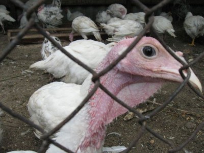 Птичий двор - IMG_1018.jpg