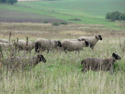 Наши овцы - овечки 003.jpg