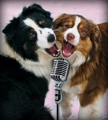 Они такие забавные смешные фото и видео  - Белка и Вика.jpg