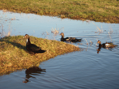 Птичий двор - slide0003_image006.gif