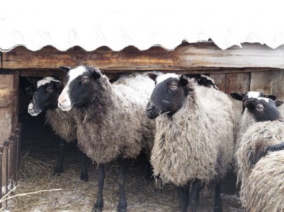 Наши овцы - IMG_1683.jpg