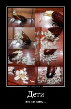 Бр-р-р-р... Насекомые всякие - 1531463776_demotivatory-15.jpg