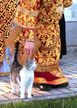 Кошки - очарование МОЁ - 37516433_258778754933822_602903062058631168_n.jpg