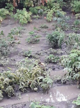 Каждая погода - благодать... - 20180725_115747.jpg