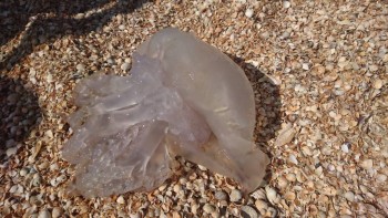 Каждая погода - благодать... - DSC_4286.JPG