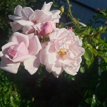 Розы - IMG_20180824_145204_350.jpg