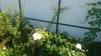 Розы - DSC_4219.JPG