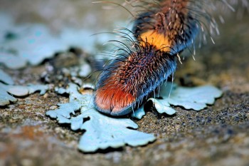 Бр-р-р-р... Насекомые всякие - 8-Av2Z1fVoM0.jpg