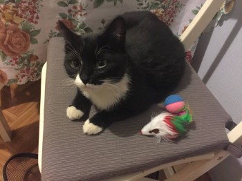 Кошечка Маруся ищет новый дом  - IMG_0867.JPG