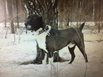 Наши верные друзья - собаки - IMG_1761.JPG